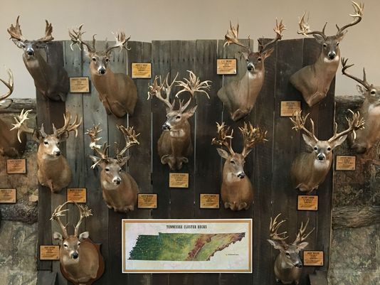 Episode 037- Southeast Deer Study Group 2018 Recap w/ Lindsay Thomas Jr ...